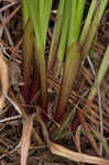 Osceola's plume <BR>Death camas <BR>Crow poison